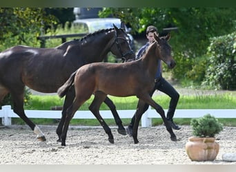 Trakehnare, Hingst, Föl (03/2024), Brun