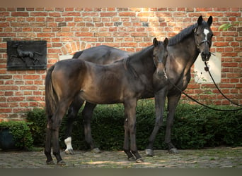 Trakehnare, Hingst, Föl (03/2024), Brun