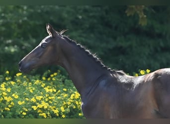 Trakehnare, Hingst, Föl (03/2024), Brun