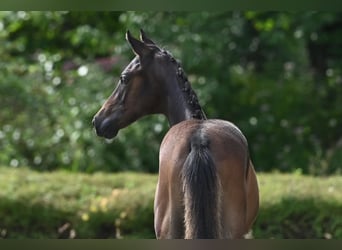 Trakehnare, Hingst, Föl (03/2024), Brun