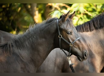 Trakehnare, Hingst, Föl (03/2024), Brun