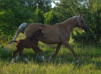 Trakehnare, Hingst, Föl (06/2024), Brun