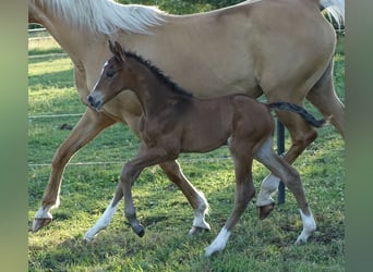 Trakehnare, Hingst, Föl (06/2024), Brun