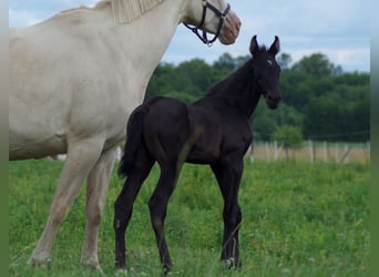 Trakehnare, Hingst, Föl (05/2024)