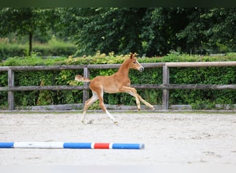 Trakehnare, Hingst, Föl (01/2024), fux