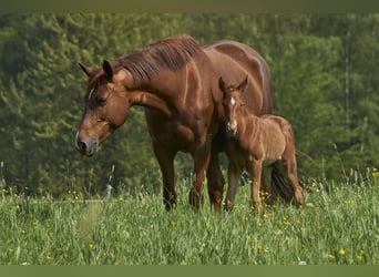 Trakehnare, Hingst, Föl (05/2023), Fux