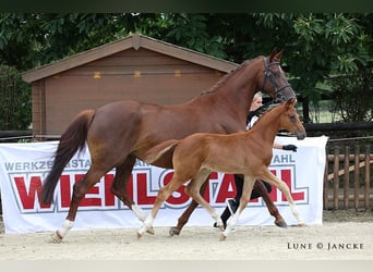 Trakehnare, Hingst, Föl (05/2023), Fux