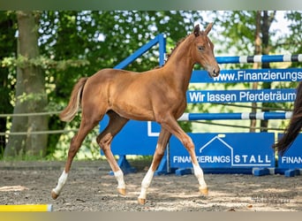 Trakehnare, Hingst, Föl (05/2023), Fux