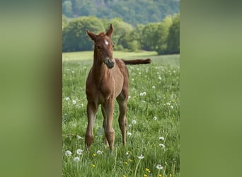 Trakehnare, Hingst, Föl (05/2023), Fux