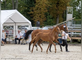 Trakehnare, Hingst, Föl (04/2024), fux