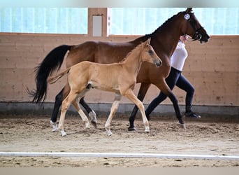 Trakehnare, Hingst, Föl (04/2024), fux