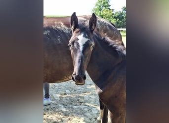 Trakehnare, Hingst, Föl (06/2024), Grå