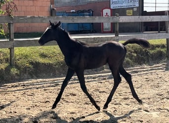 Trakehnare, Hingst, Föl (06/2024), Grå