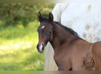Trakehnare, Hingst, Föl (05/2023), Kan vara vit