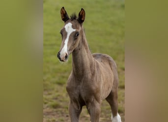 Trakehnare, Hingst, Föl (05/2024), Mörkbrun