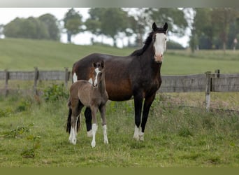 Trakehnare, Hingst, Föl (05/2024), Mörkbrun