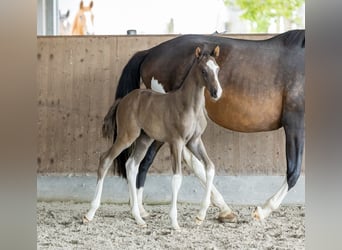 Trakehnare, Hingst, Föl (05/2024), Mörkbrun