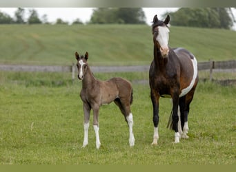 Trakehnare, Hingst, Föl (05/2024), Mörkbrun