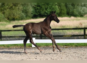 Trakehnare, Hingst, Föl (05/2024), Mörkbrun