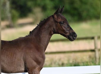 Trakehnare, Hingst, Föl (05/2024), Mörkbrun