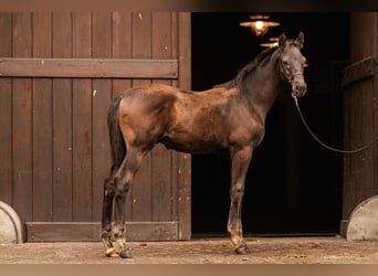 Trakehnare, Hingst, Föl (05/2024), Mörkbrun