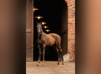 Trakehnare, Hingst, Föl (05/2024), Mörkbrun