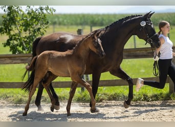 Trakehnare, Hingst, Föl (06/2023), Mörkbrun