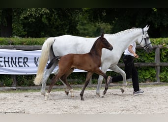 Trakehnare, Hingst, Föl (05/2023), Mörkbrun