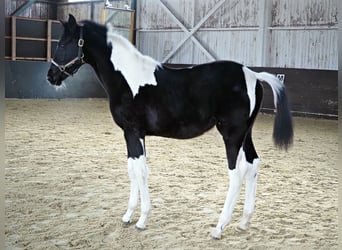 Trakehnare, Hingst, Föl (05/2023), Pinto