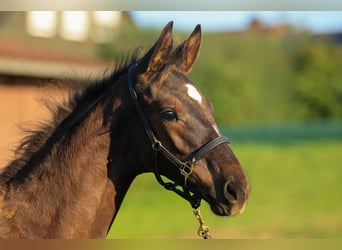 Trakehnare, Hingst, Föl (01/2024), Rökfärgad svart