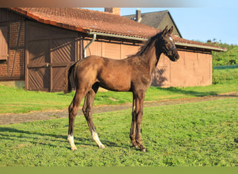 Trakehnare, Hingst, Föl (01/2024), Rökfärgad svart