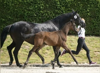 Trakehnare, Hingst, Föl (04/2023), Rökfärgad svart