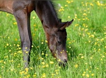 Trakehnare, Hingst, Föl (05/2024), Rökfärgad svart