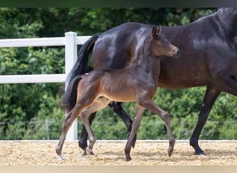 Trakehnare, Hingst, Föl (05/2024), Rökfärgad svart