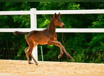 Trakehnare, Hingst, Föl (05/2024), Rökfärgad svart