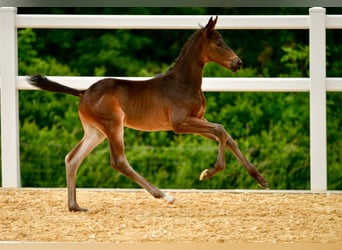 Trakehnare, Hingst, Föl (05/2024), Rökfärgad svart