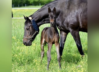 Trakehnare, Hingst, Föl (05/2024), Rökfärgad svart