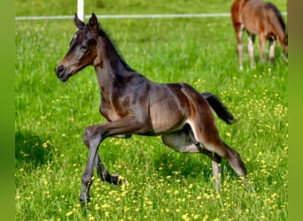 Trakehnare, Hingst, Föl (05/2024), Rökfärgad svart