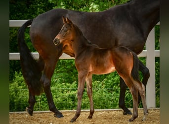 Trakehnare, Hingst, Föl (05/2024), Rökfärgad svart