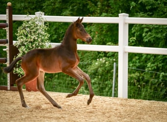 Trakehnare, Hingst, Föl (05/2024), Rökfärgad svart