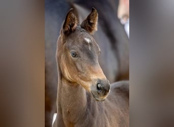 Trakehnare, Hingst, Föl (05/2024), Rökfärgad svart