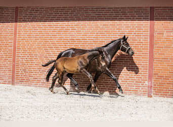 Trakehnare, Hingst, Föl (03/2024), Rökfärgad svart