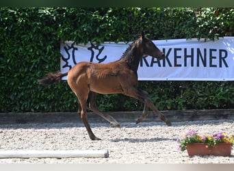 Trakehnare, Hingst, Föl (04/2023), Rökfärgad svart