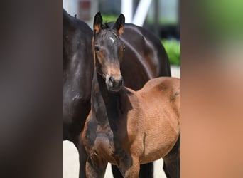 Trakehnare, Hingst, Föl (04/2023), Rökfärgad svart