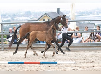 Trakehnare, Hingst, Föl (04/2023), Rökfärgad svart