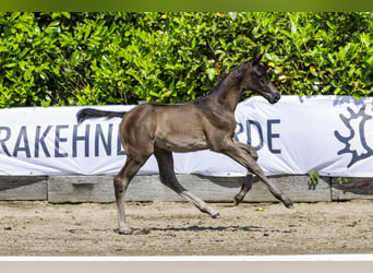 Trakehnare, Hingst, Föl (04/2024), Svart