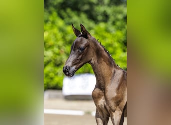 Trakehnare, Hingst, Föl (04/2024), Svart