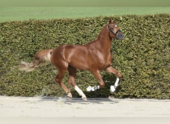 Trakehnare, Hingst, 2 år, 166 cm, fux