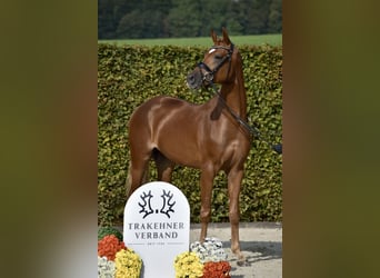 Trakehnare, Hingst, 2 år, 166 cm, fux