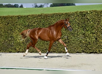 Trakehnare, Hingst, 2 år, 166 cm, fux
